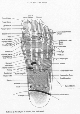 reflexology left foot